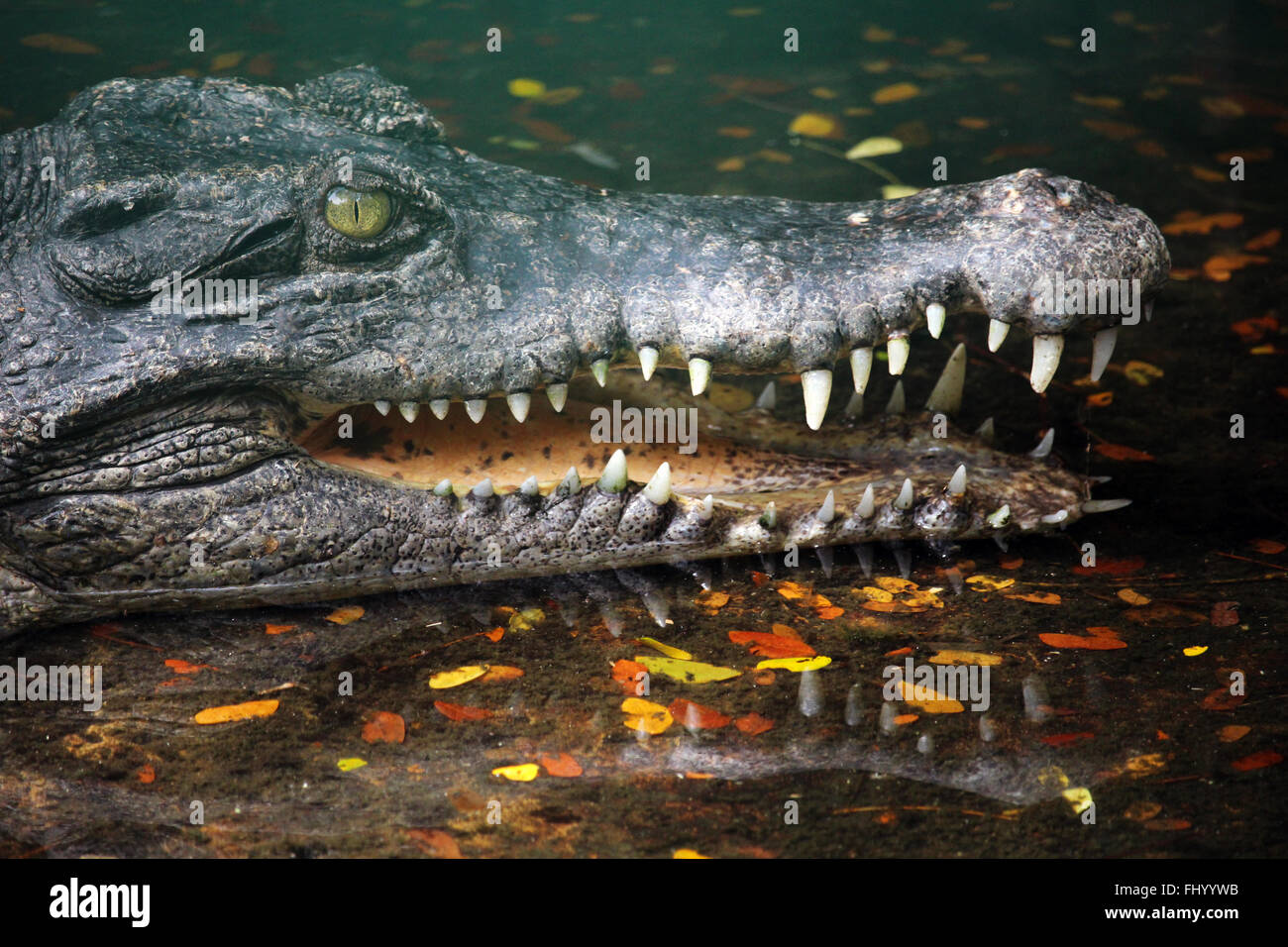 MIRI/MALAYSIA - 24 novembre 2015: un coccodrillo con grandi denti in Borneo vicino al confine tra la Malaysia e Brunei Foto Stock