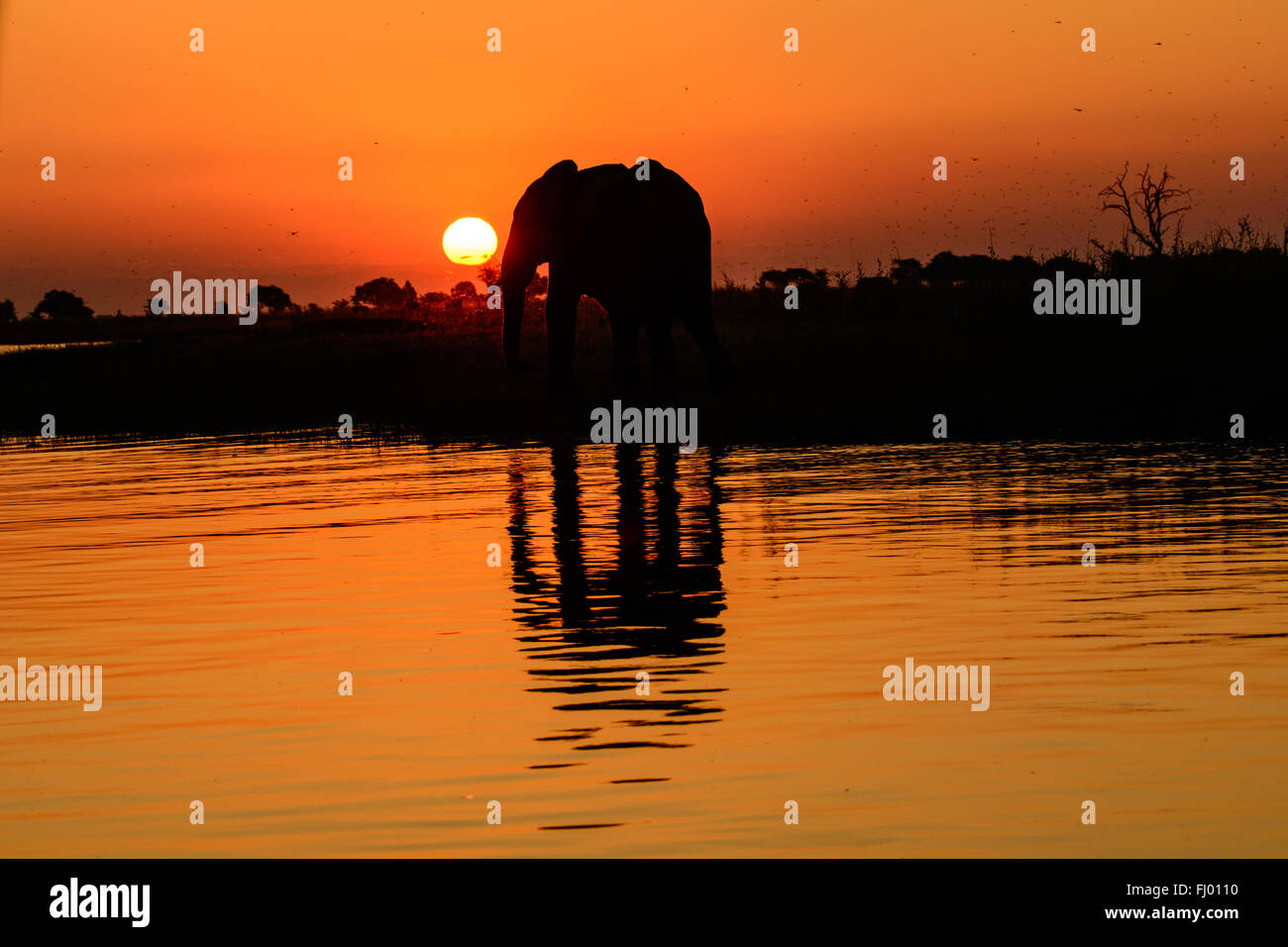 Elefante africano a profilarsi e la sua ombra in un tramonto africano Foto Stock