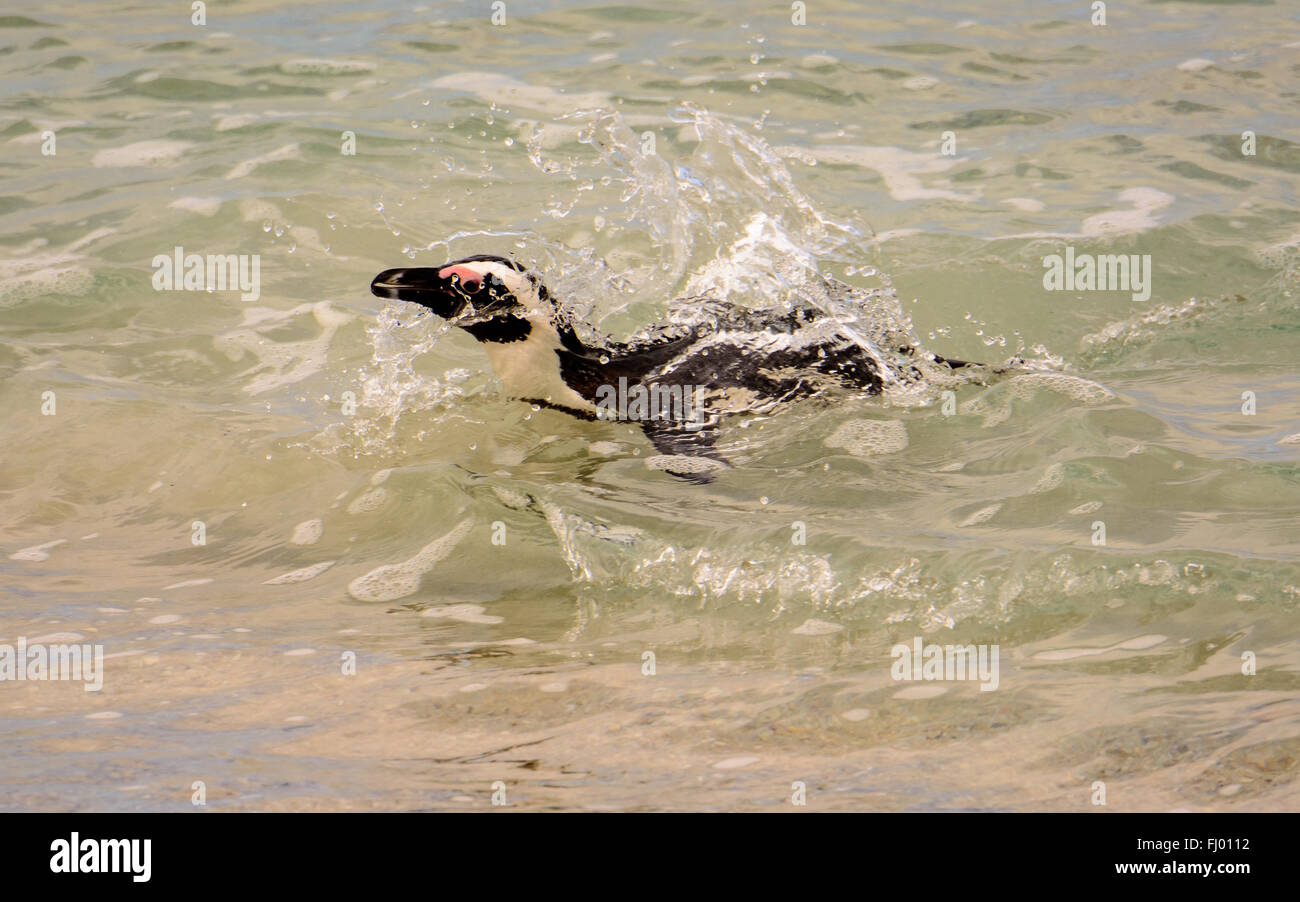 Pinguino africano nuoto nelle fredde acque dell'oceano Foto Stock