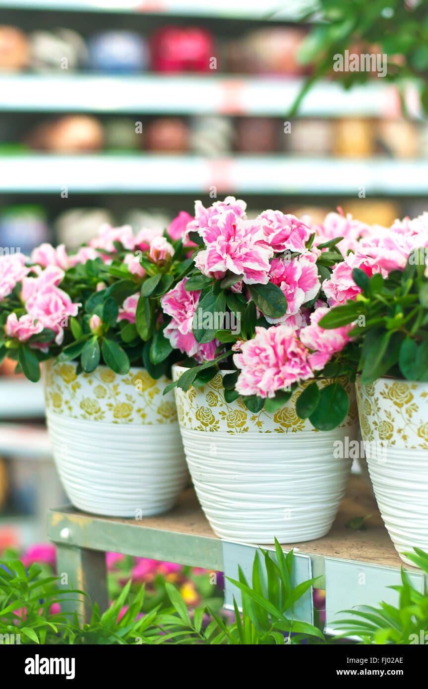 Azalea in vasi bianchi su uno scaffale nel negozio di fiori Foto Stock