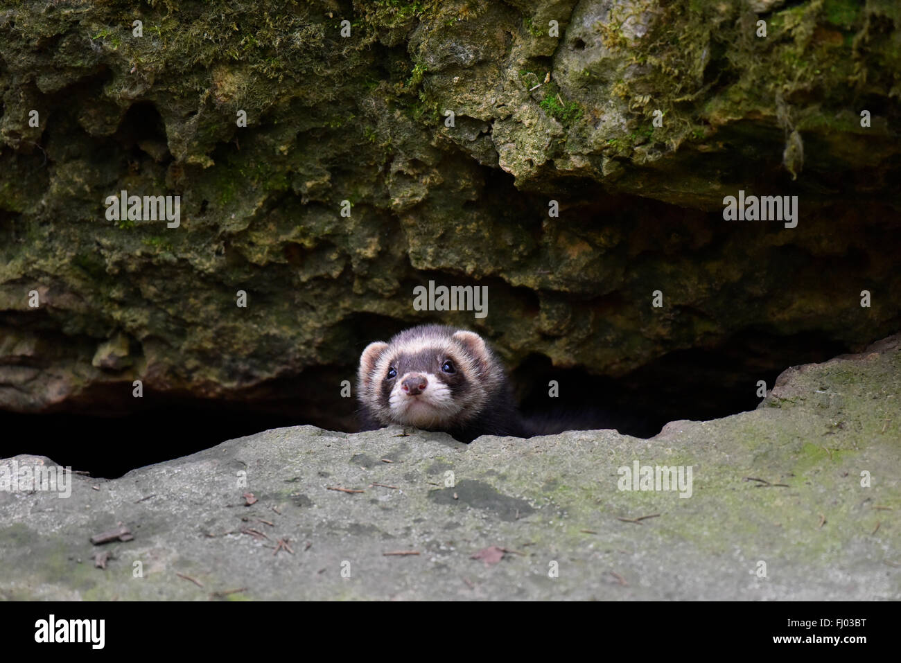 Germania, ritratto di ferret Foto Stock