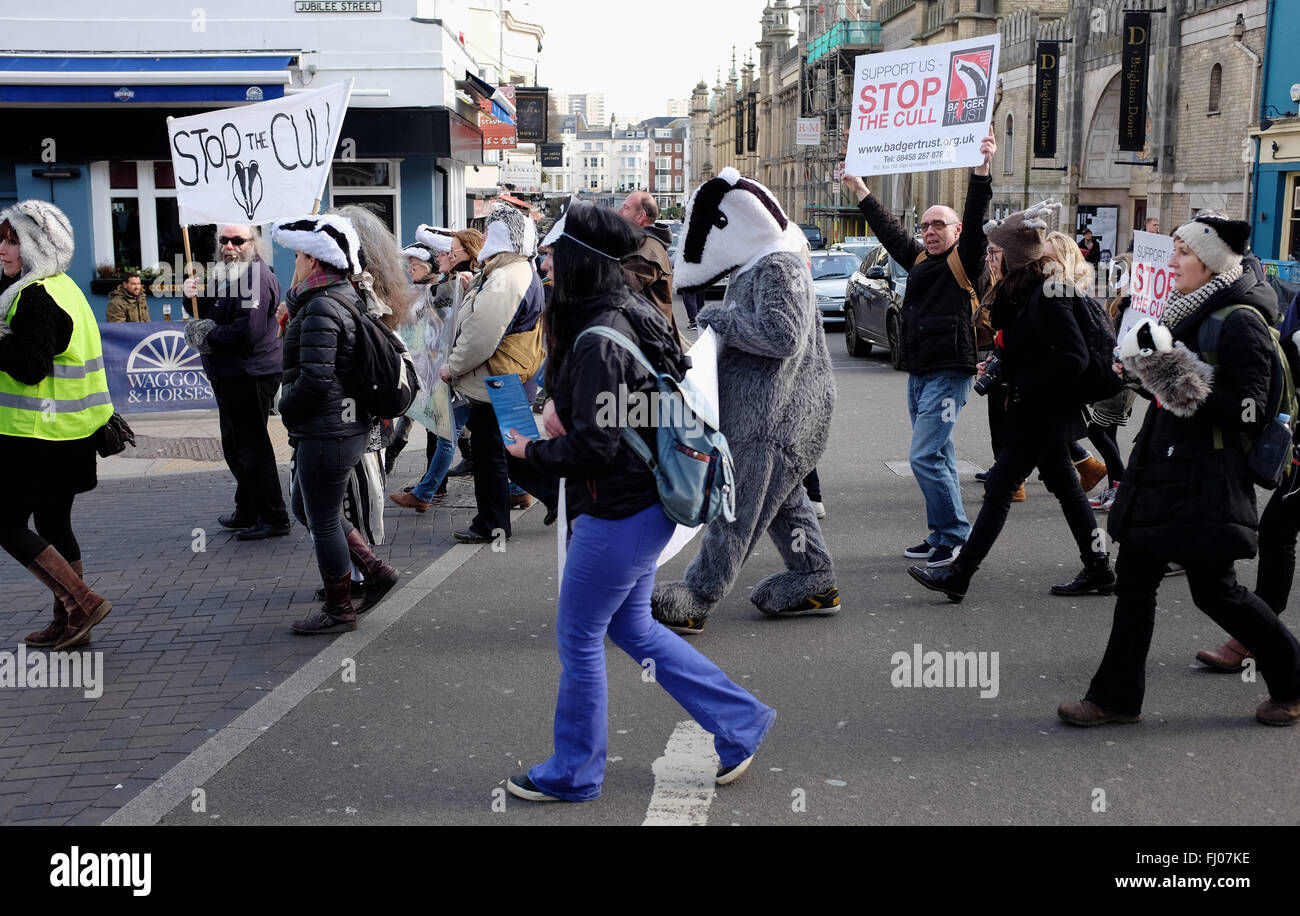 Brighton Regno Unito 27 Febbraio 2016 - Anti Badger Cull manifestanti radunati nel centro città di Brighton prima voce off su un marzo per la spiaggia di credito oggi: Simon Dack/Alamy Live News Foto Stock