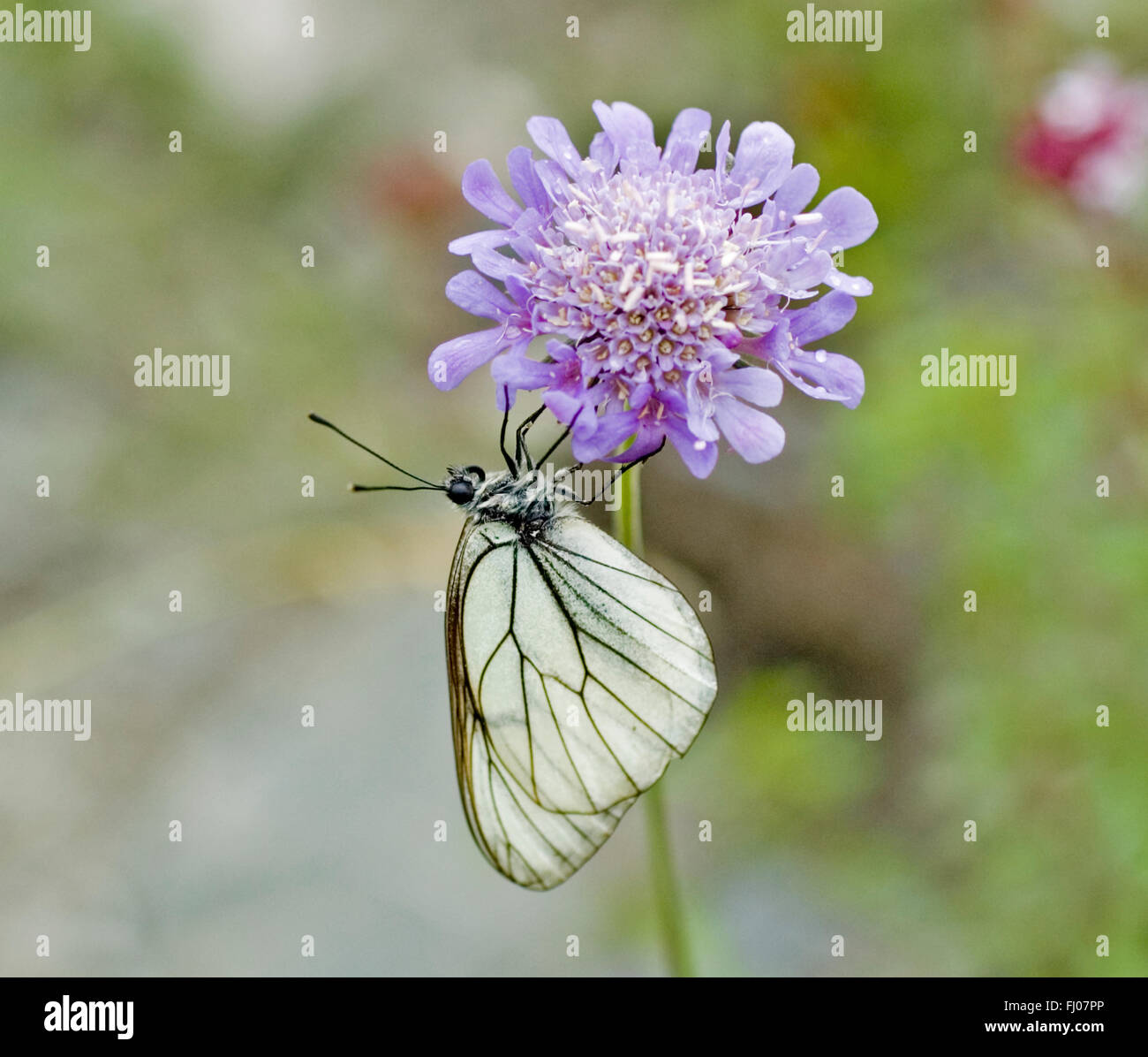 Nero-BIANCO VENATO BUTTERFLY (APORIA CRATAEGI) Pirenei francesi Foto Stock