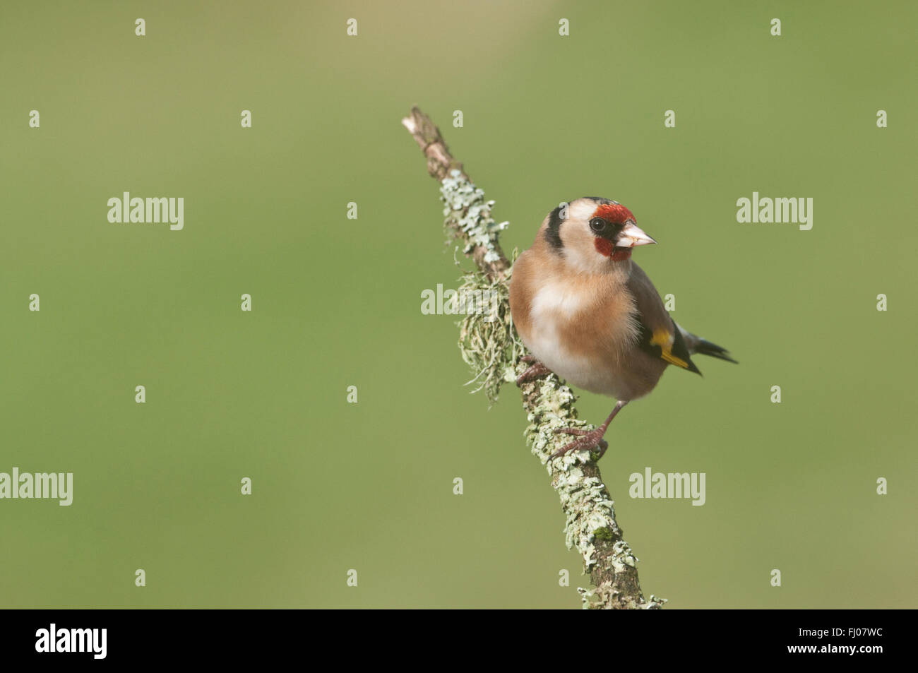 Cardellino europeo (Carduelis carduelis) su Lichen ramoscello Foto Stock