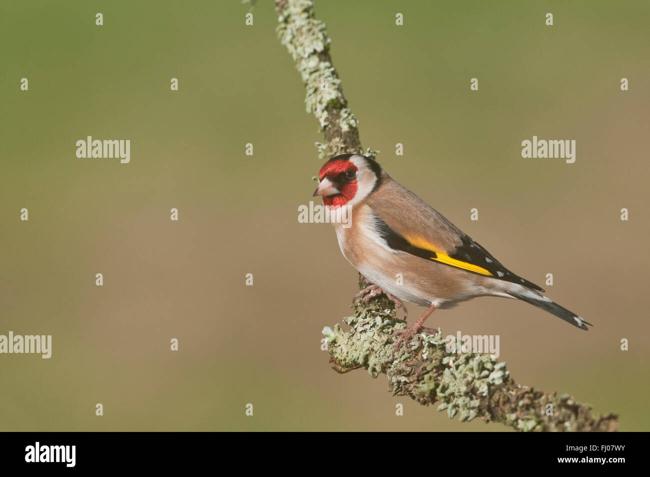 Cardellino europeo (Carduelis carduelis) su Lichen ramoscello Foto Stock