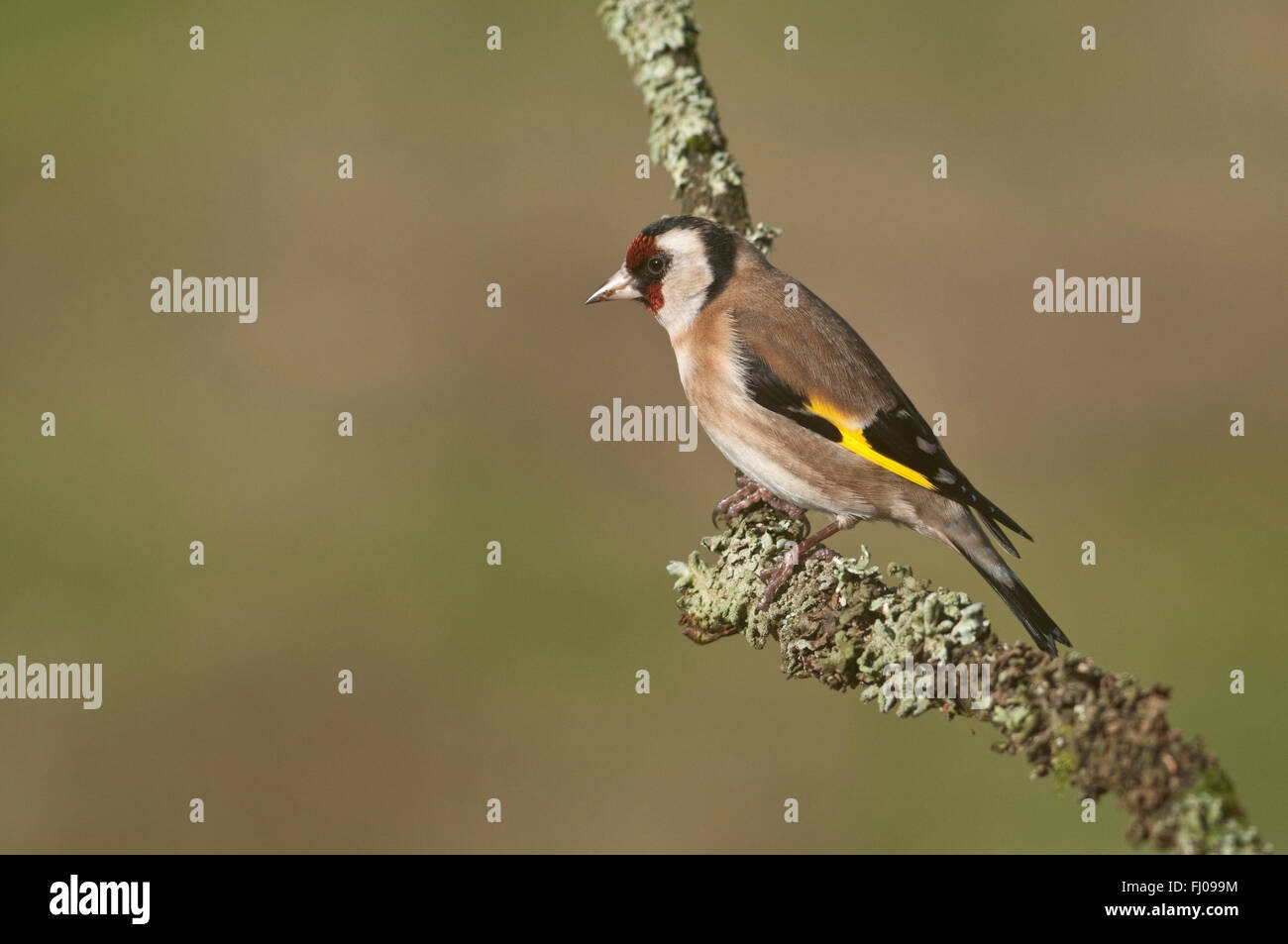 Cardellino europeo (Carduelis carduelis) su Lichen ramoscello Foto Stock