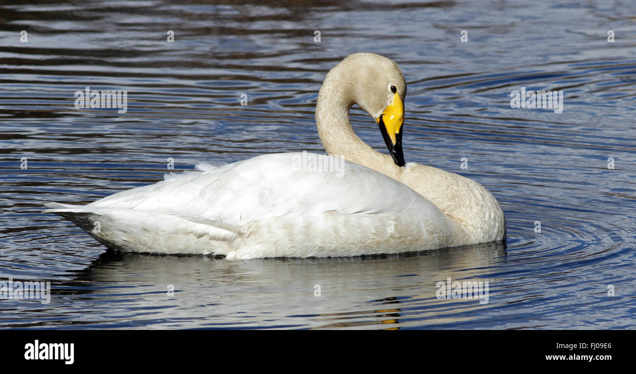Whooper Swan (Cygnus cygnus), preening Foto Stock