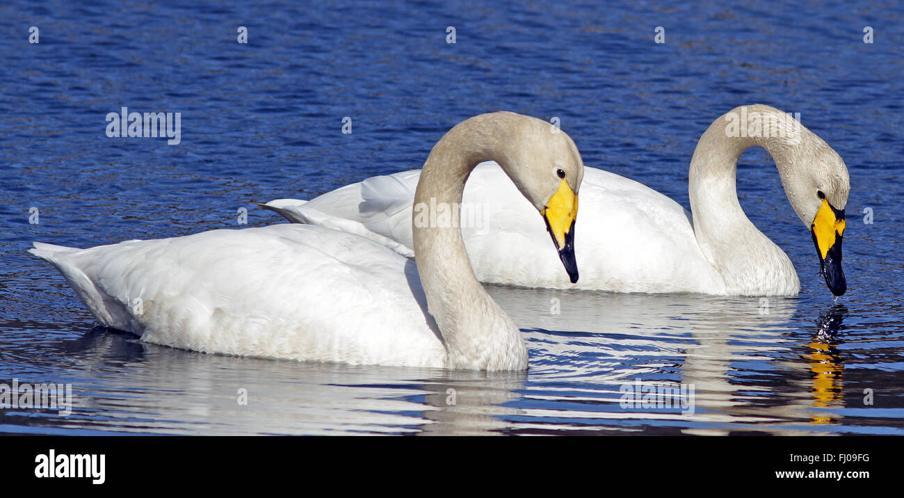 Coppia di cigni Whopper (Cygnus cygnus) sul lago Foto Stock
