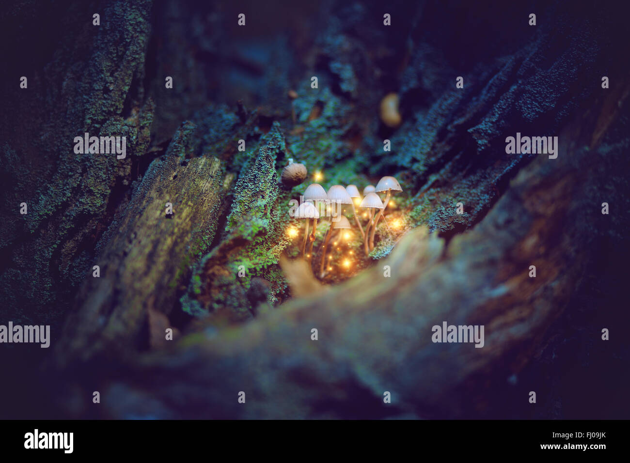 I funghi magici nascosti in una foresta scura . Fantasia e fiabesca Foto Stock