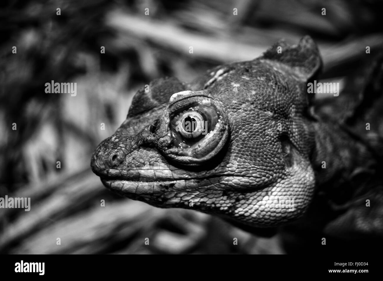 In bianco e nero in prossimità di una lucertola del volto Foto Stock