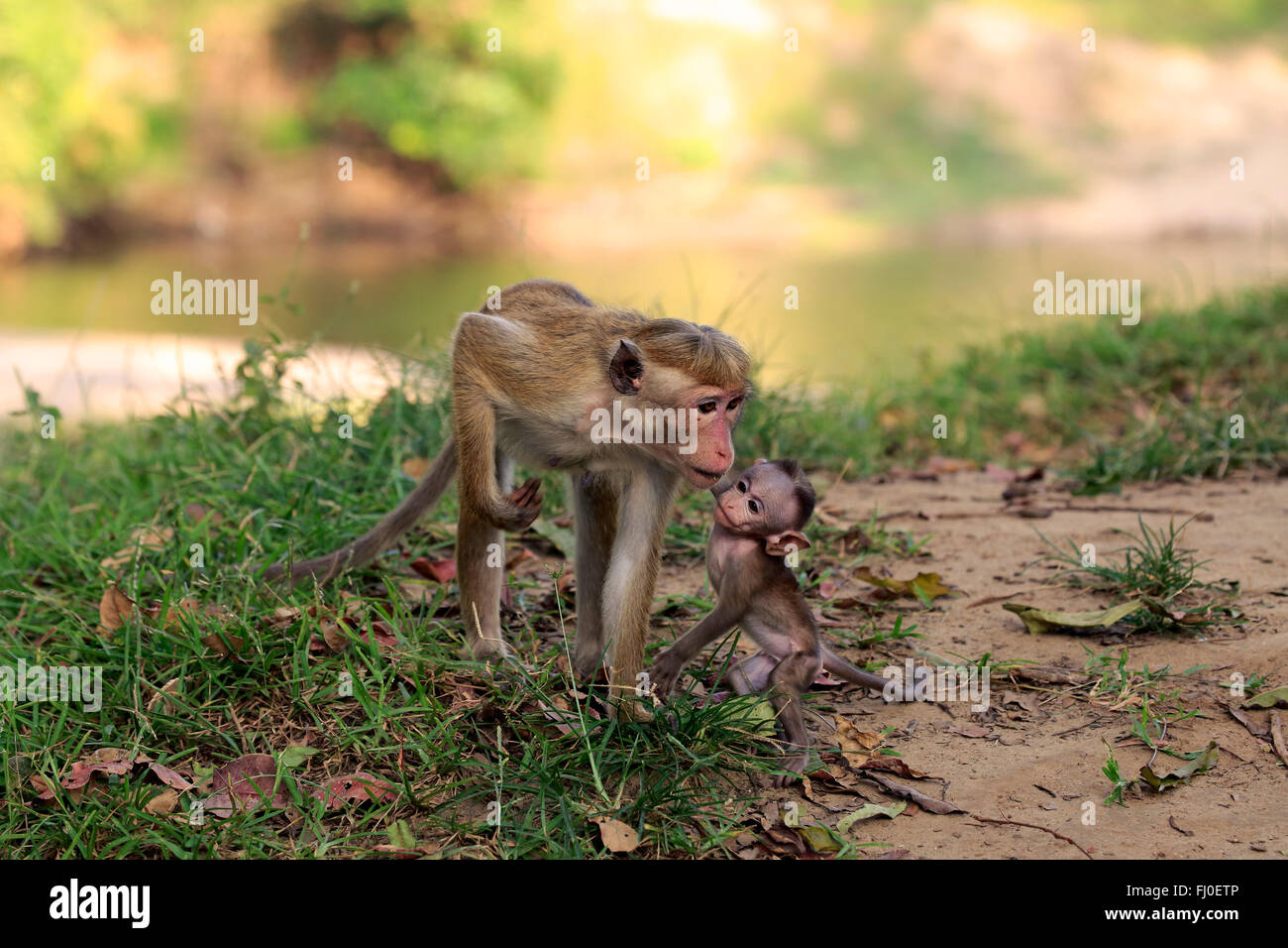 Red Monkey, madre con i giovani, Yala Nationalpark, Sri Lanka asia / (Macaca sinica) Foto Stock