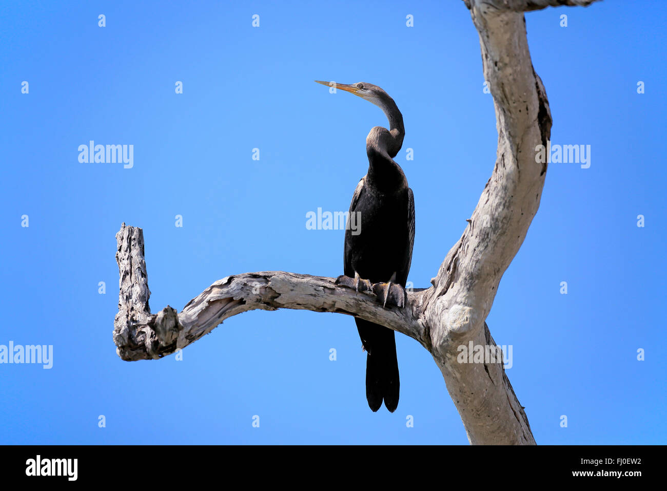 Oriental Darter, Orientale Darter, Indiano Darter, anhinga orientali, adulti sul ramo, Bundala Nationalpark, Sri Lanka asia / (Anhinga melanogaster) Foto Stock