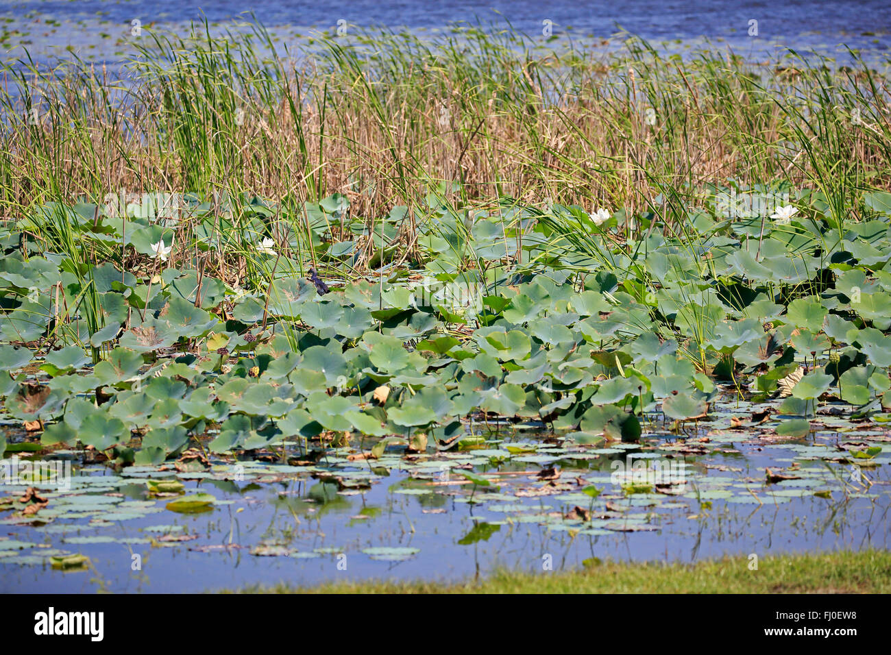 Indian Lotus, forma bianca, fioritura, bloom, Bundala Nationalpark, Sri Lanka asia / (Nelumbo nucifera) Foto Stock