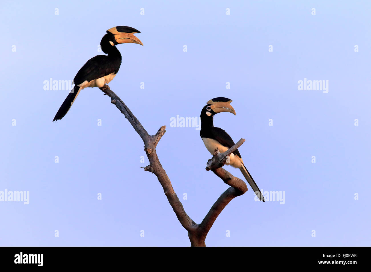 Il Malabar Pied Hornbill, adulto giovane sul ramo, Yala Nationalpark, Sri Lanka asia / (Anthracoceros coronatus) Foto Stock