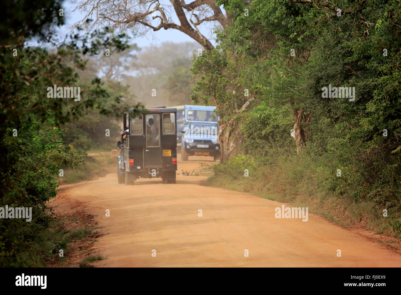 Safari veicolo, gamedrive con turisti in Yala Nationalpark, Yala Nationalpark, Sri Lanka, Asia Foto Stock