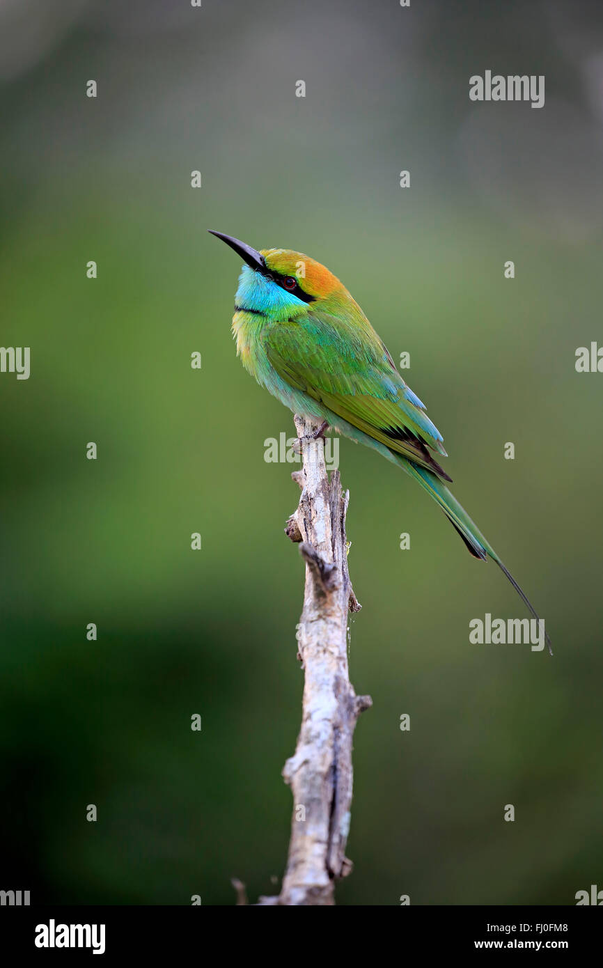 Poco verde gruccione, adulto sul ramo, Bundala Nationalpark, Sri Lanka asia / (Merops orientalis ceylonicus) Foto Stock