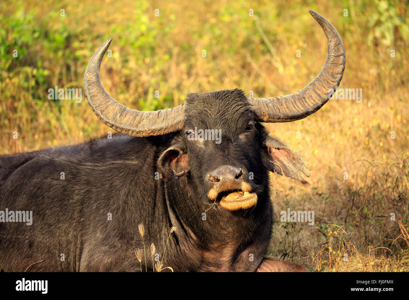 Wild Water Buffalo, maschio adulto ritratto, Yala Nationalpark, Sri Lanka asia / (Bubalus arnee) Foto Stock