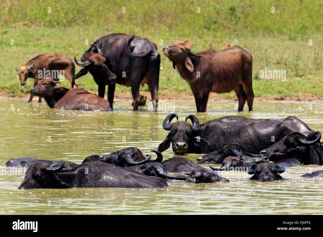 Bufalo d'acqua, gruppo di balneazione in acqua, Udawalawe Nationalpark, Sri Lanka asia / (Bubalis bubalis) Foto Stock