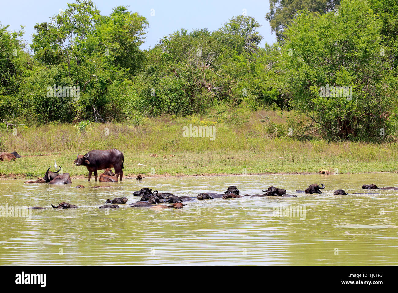 Bufalo d'acqua, gruppo di balneazione in acqua, Udawalawe Nationalpark, Sri Lanka asia / (Bubalis bubalis) Foto Stock