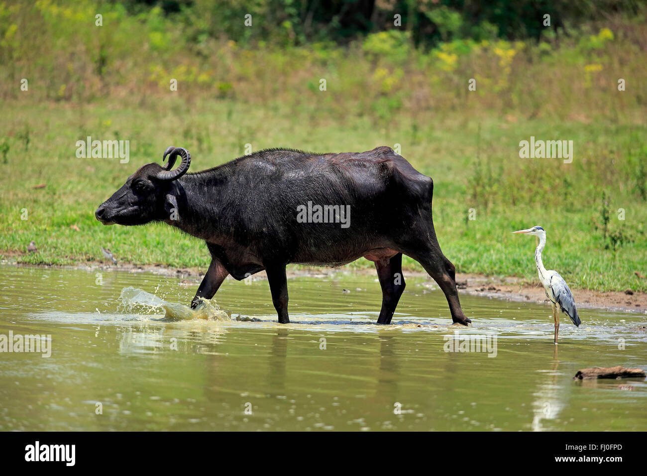 Bufalo d'acqua, femmina adulta a piedi attraverso acqua, Airone cinerino (Ardea cinerea), Udawalawe Nationalpark, Sri Lanka asia / (Bubalis bubalis) Foto Stock