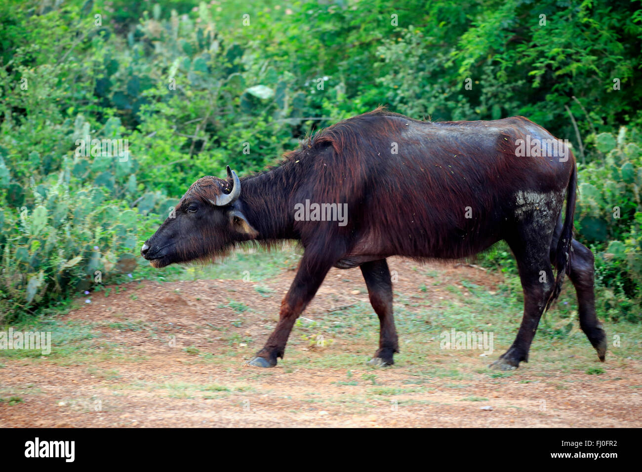 Bufalo d'acqua, Bundala Nationalpark, Sri Lanka asia / (Bubalis bubalis) Foto Stock