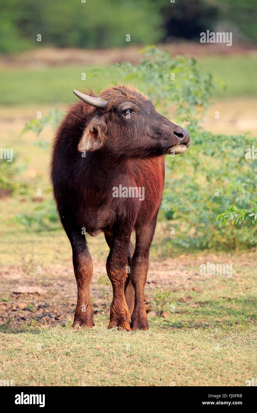 Bufalo d'acqua, giovani, di vitello, di Bundala Nationalpark, Sri Lanka asia / (Bubalis bubalis) Foto Stock