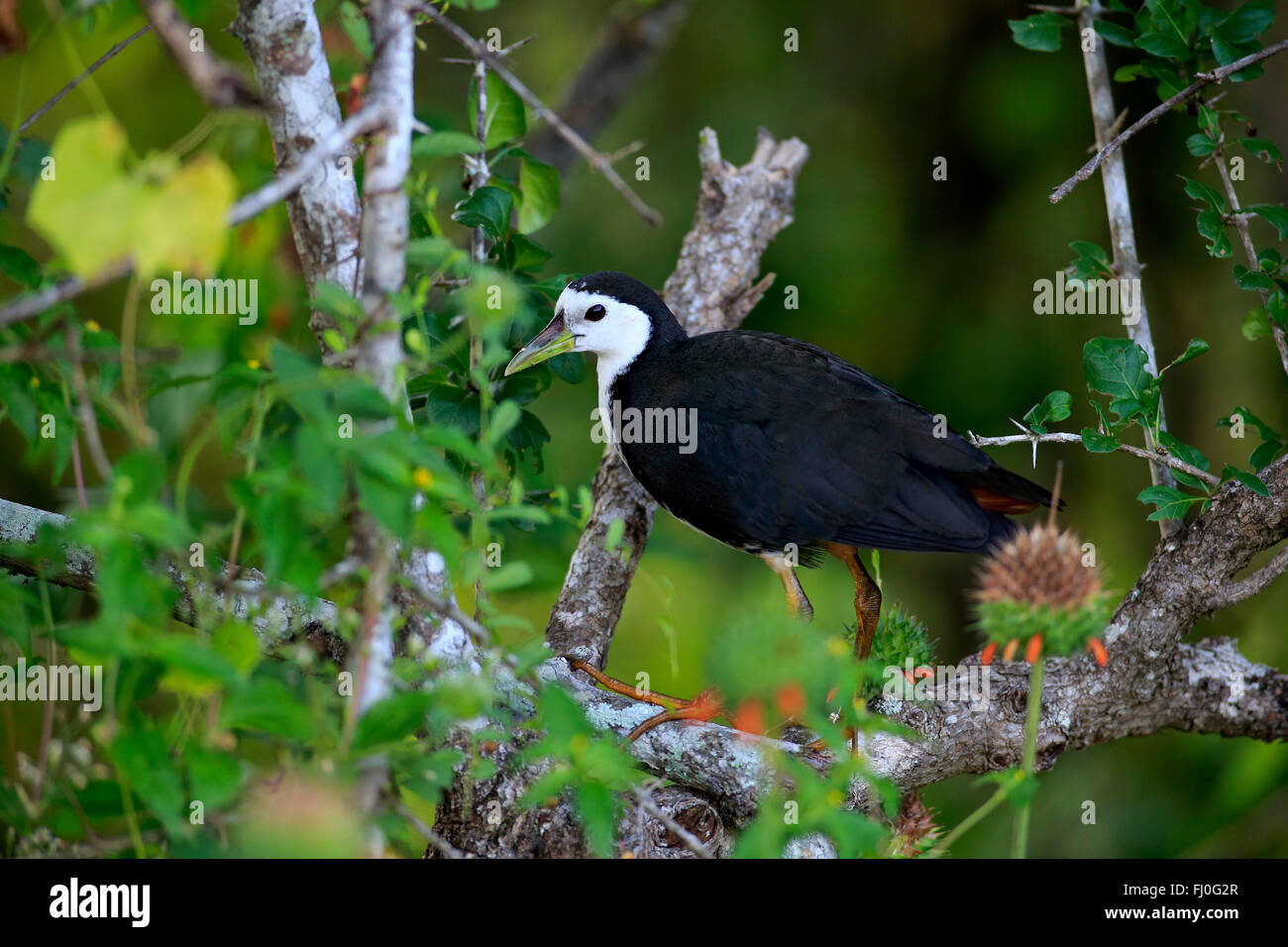 Bianco Acqua di petto di gallina adulta, sul ramo, Yala Nationalpark, Sri Lanka asia / (Amaurornis phoenicurus) Foto Stock