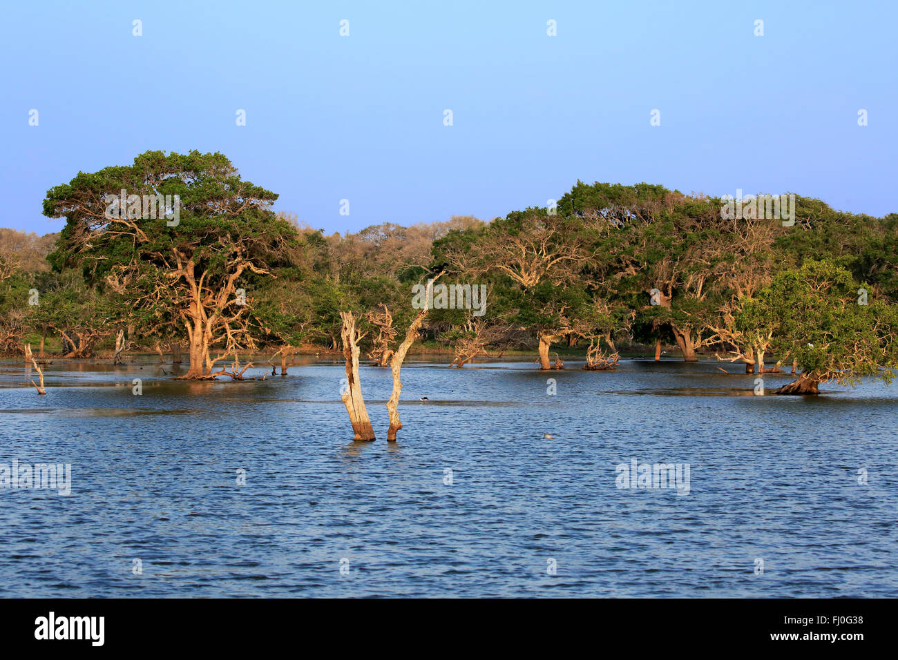 Paesaggio in Yala Nationalpark, alberi in acqua, Yala Nationalpark, Sri Lanka, Asia Foto Stock