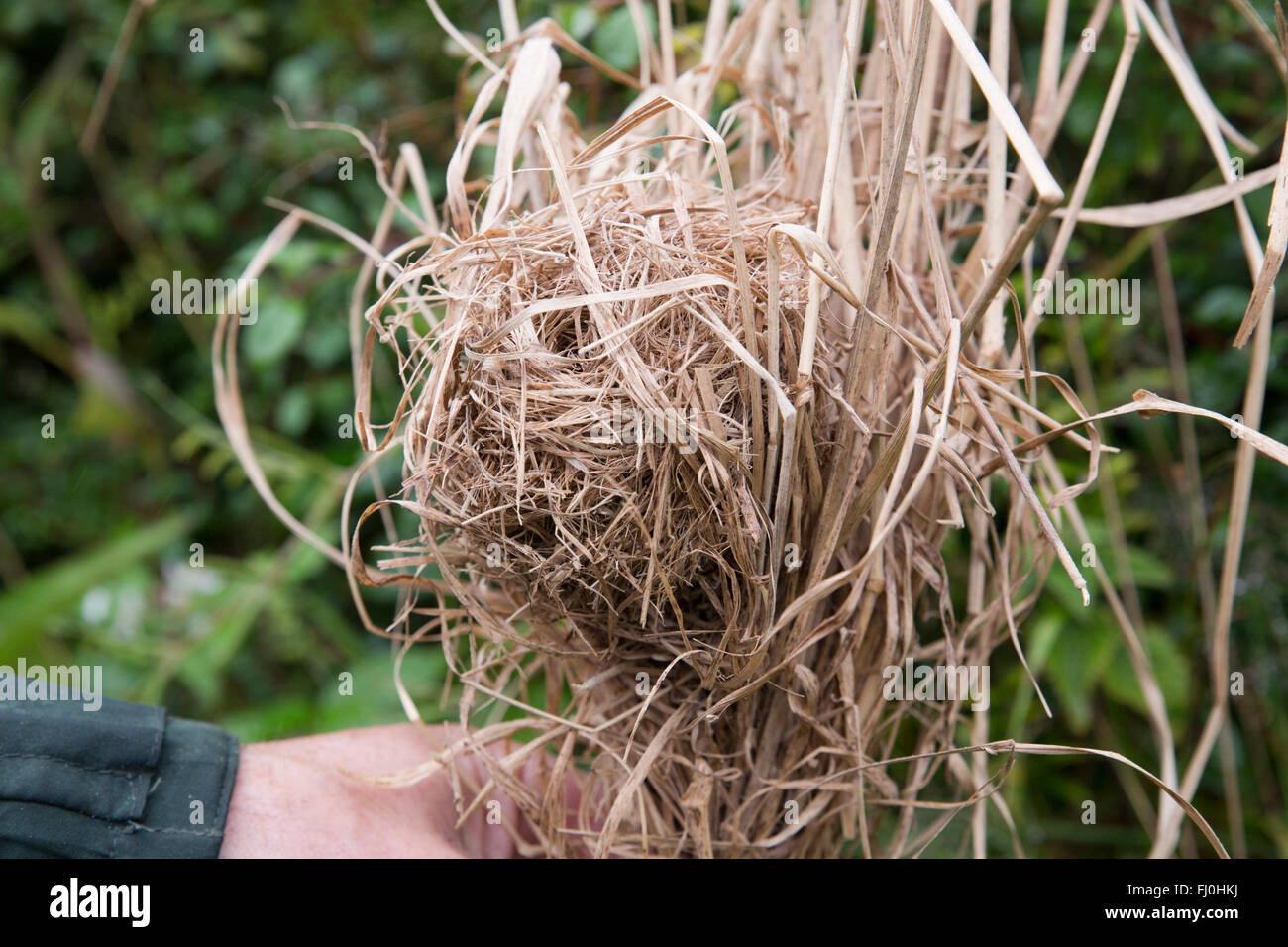 Harvest Mouse Nest Abandonned Cornwall, Regno Unito Foto Stock