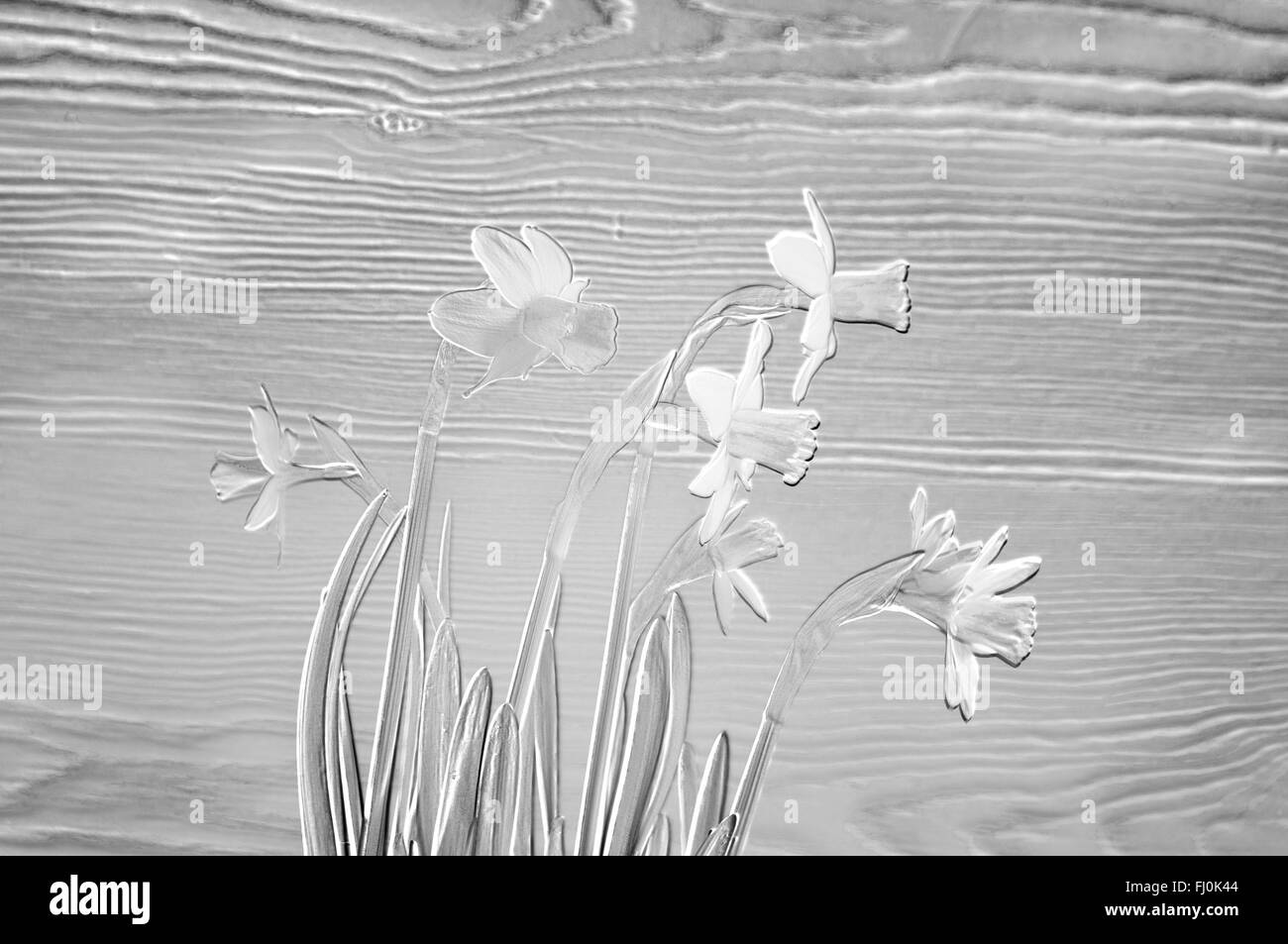 Giunchiglie con effetto in rilievo contro il legno-granella sfondo. Foto Stock