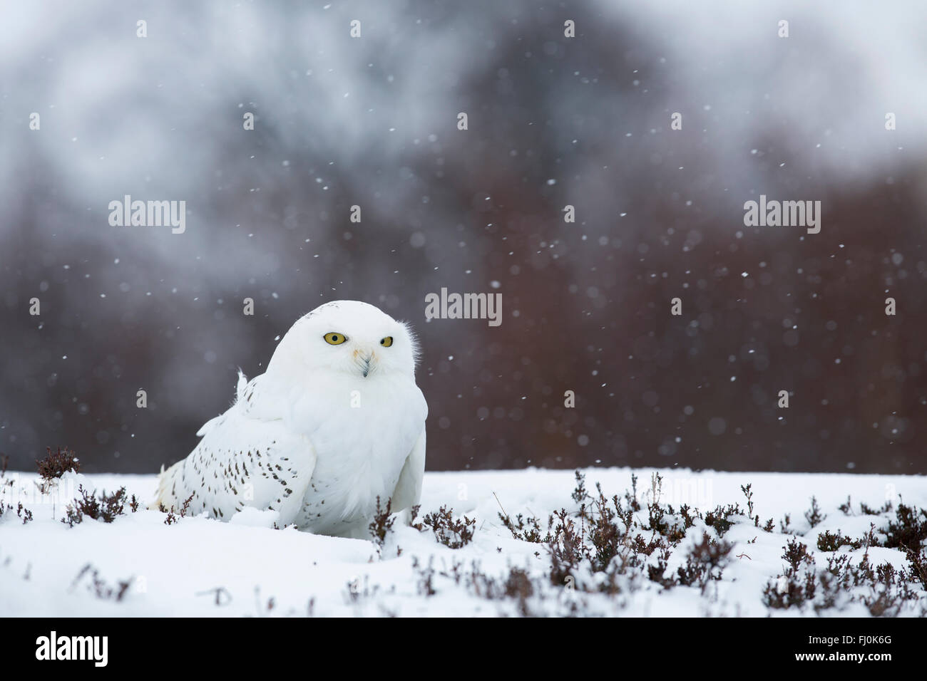 Civetta delle nevi; Bubo scandiacus singolo in Snow Scozia - UK Foto Stock