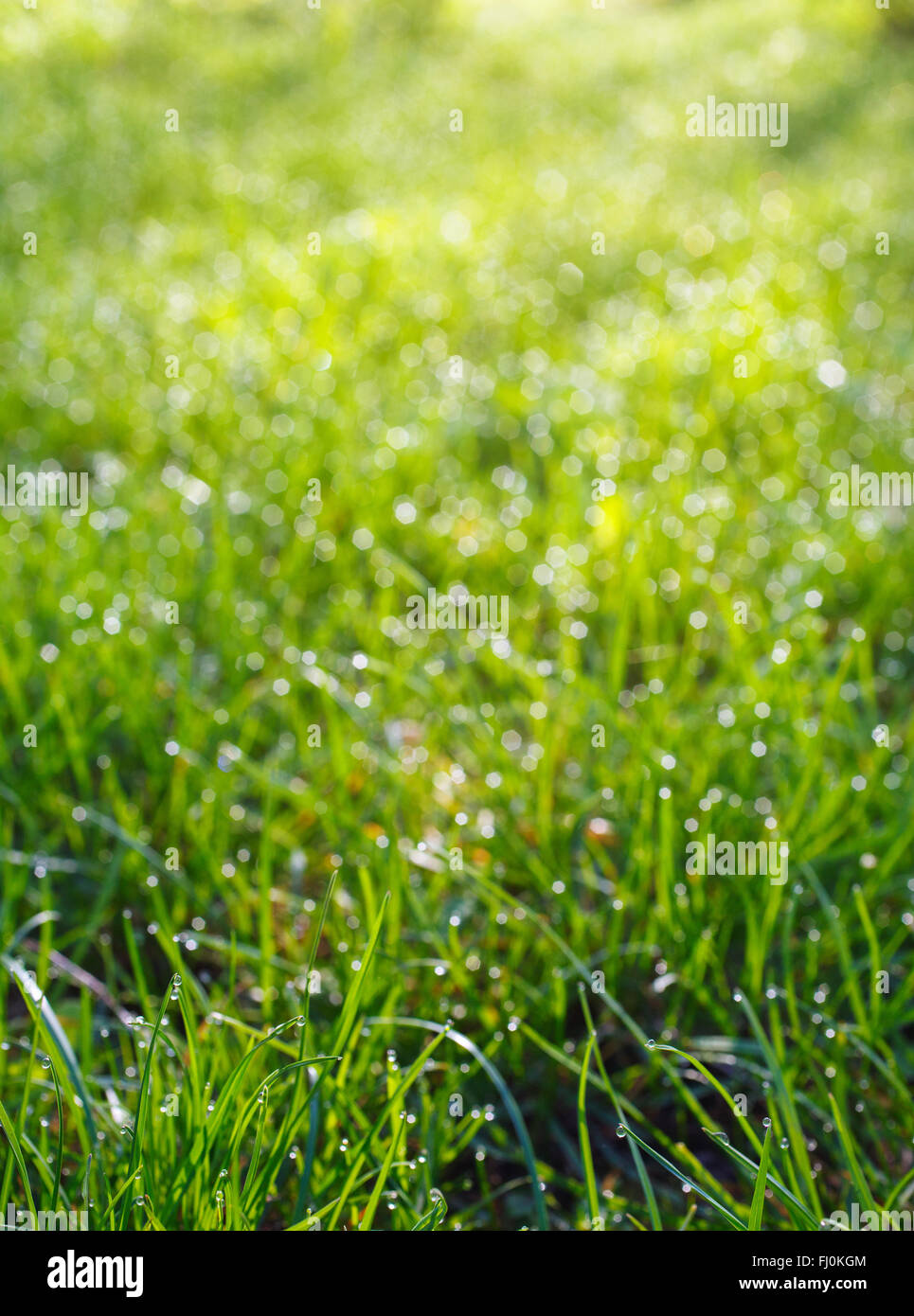 Vista dall'alto di erba verde Foto Stock