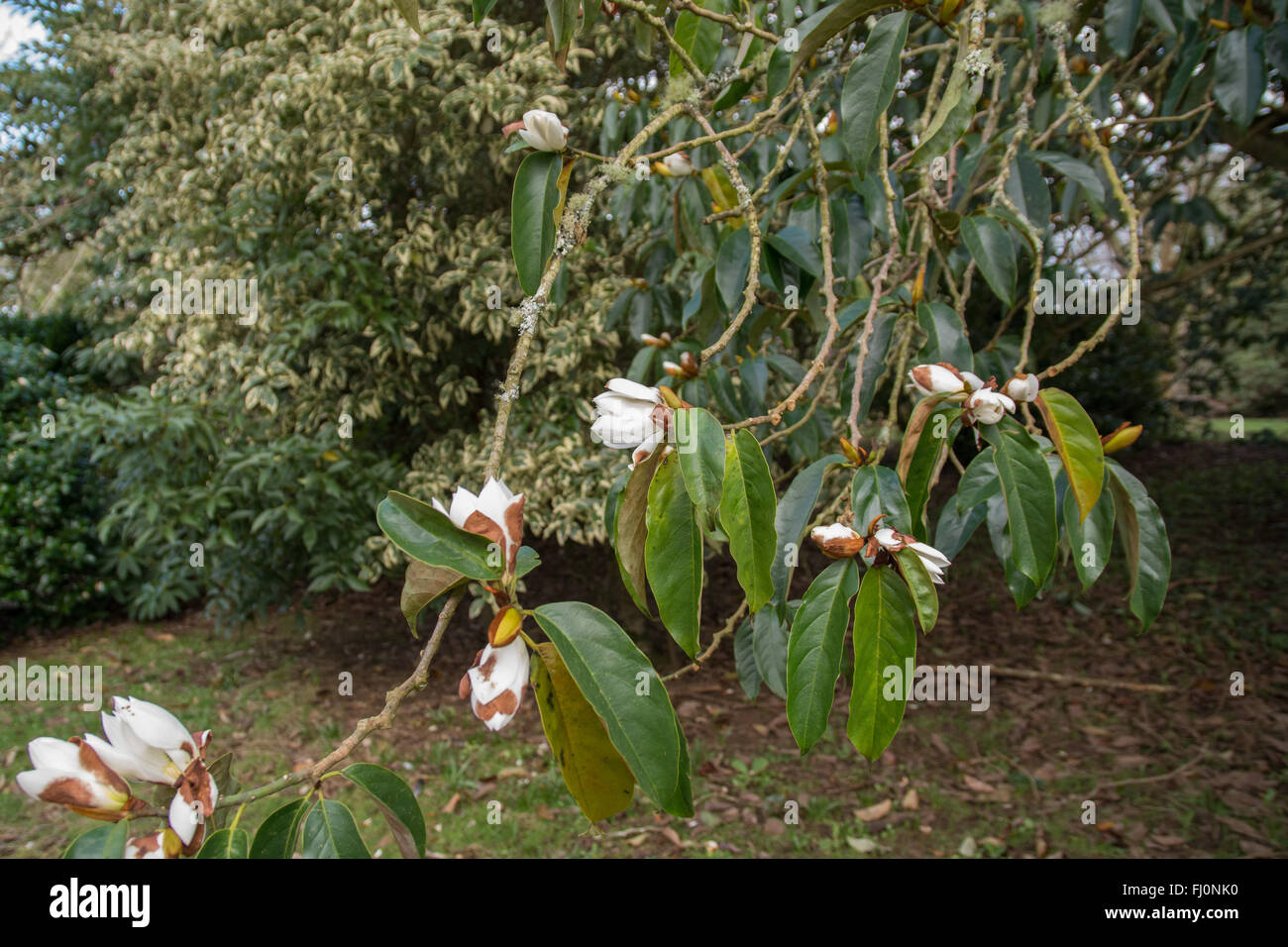 Michelia doltsopa tree e fiori Foto Stock
