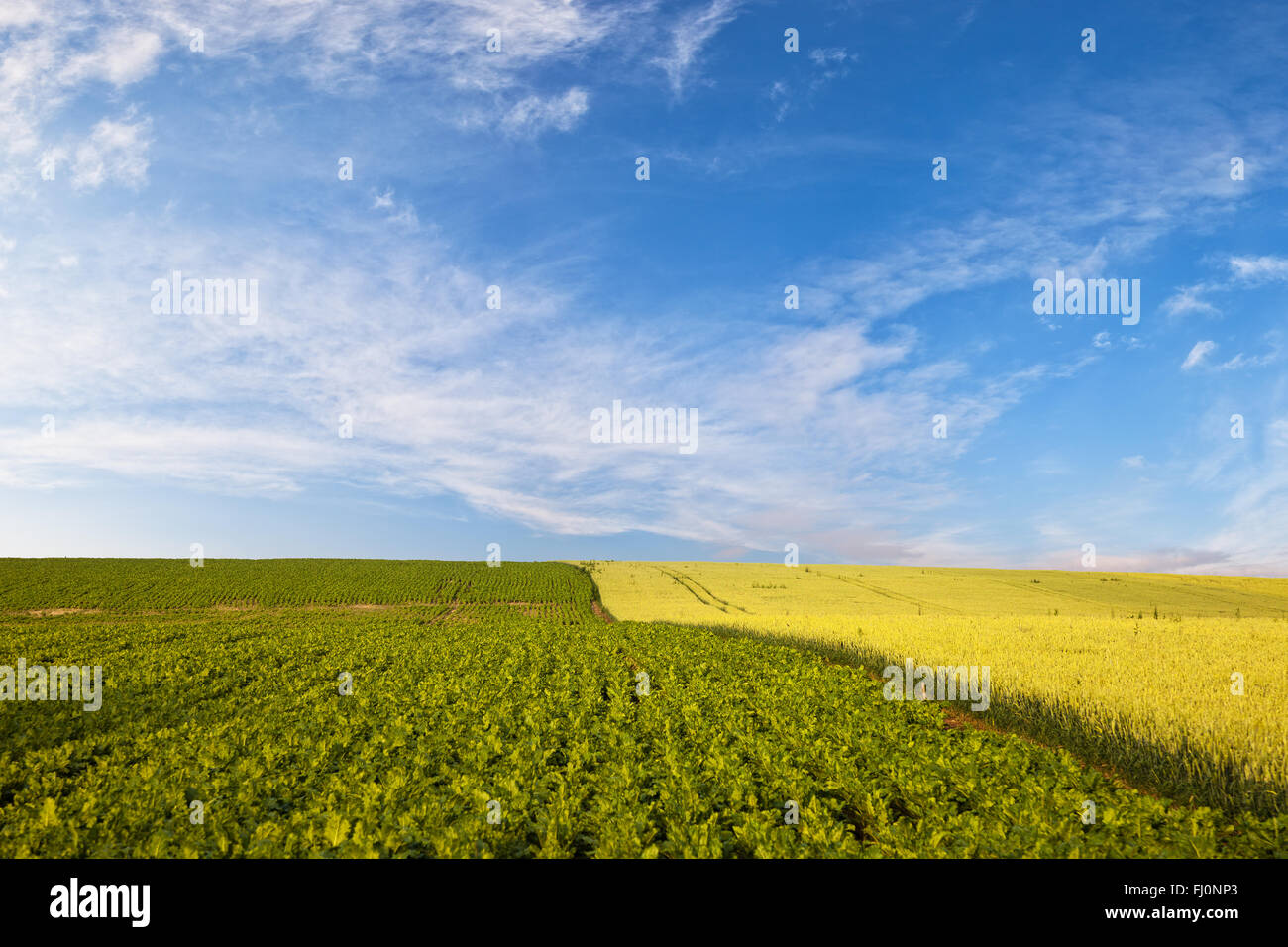 Campo di grano sul cielo blu sullo sfondo. Foto Stock