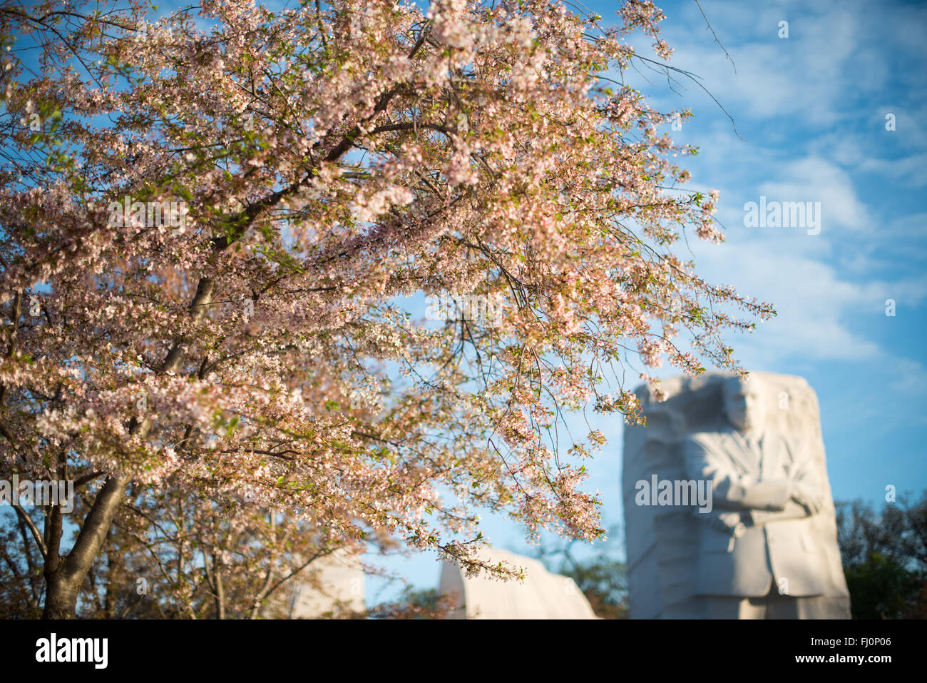 WASHINGTON DC - i ciliegi fioriscono diversi giorni dopo il picco della fioritura incorniciano una vista del Martin Luther King Jr. Memorial. Situate lungo il bacino delle Tidal, queste fioriture invecchiate mostrano colori più scuri mentre passano dal picco alla fine della stagione di fioritura. Foto Stock