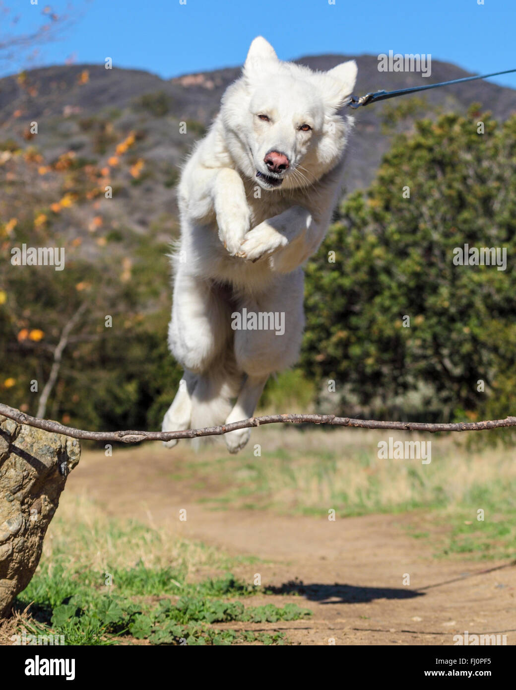 Cane jumping al disopra del ramo Foto Stock