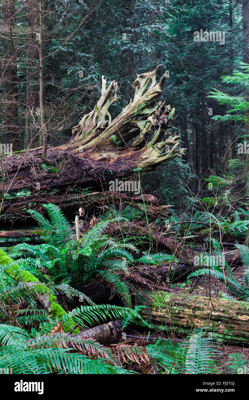 Tronco e esposto il sistema di radice di un albero caduto in una foresta pluviale temperata Foto Stock
