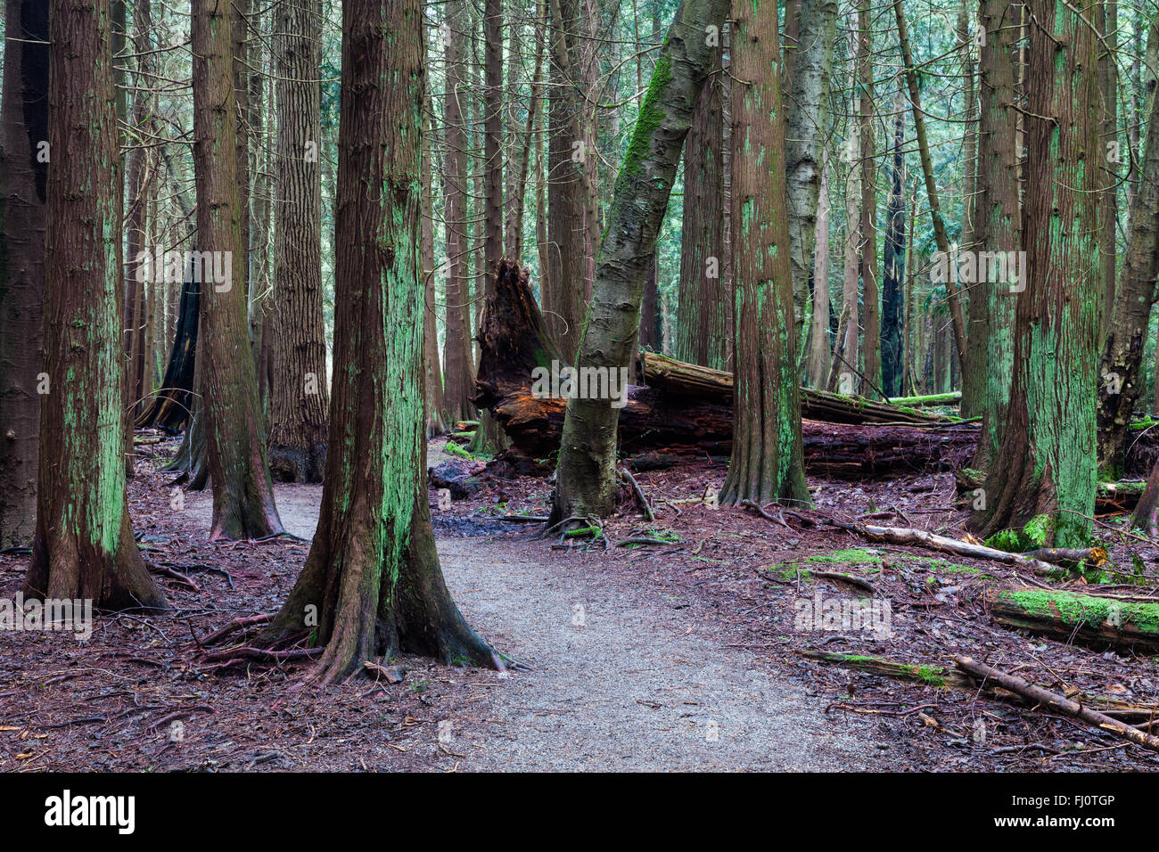 La ghiaia sentiero a piedi attraverso una foresta pluviale temperata in Vancouver Foto Stock