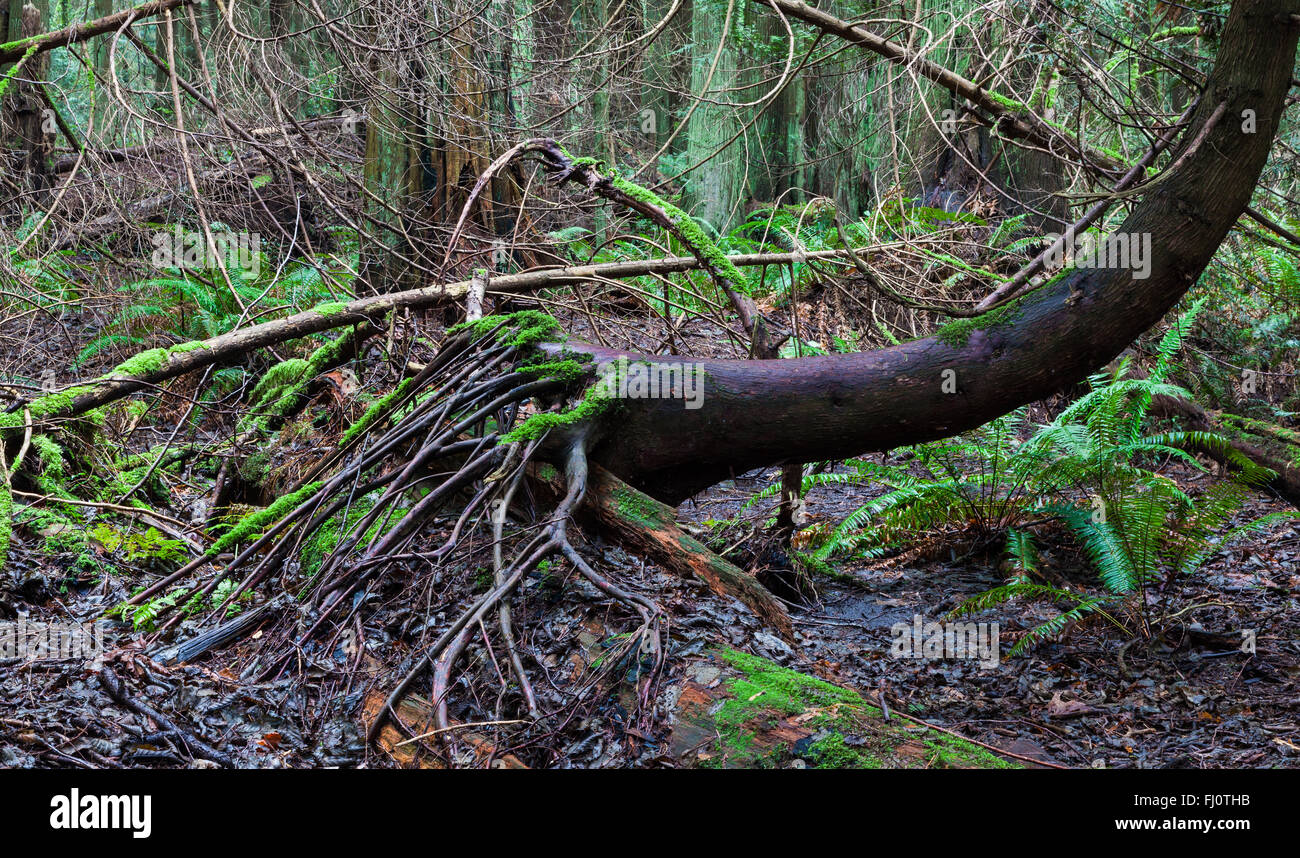 Fitta rete di radici di supporto di un albero che cresce da un registro di marciume sul suolo della foresta Foto Stock