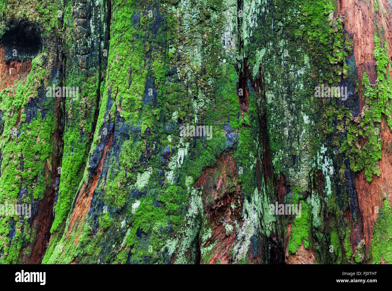 Texture astratta di una decomposizione di Western Red Cedar ceppo di albero Foto Stock