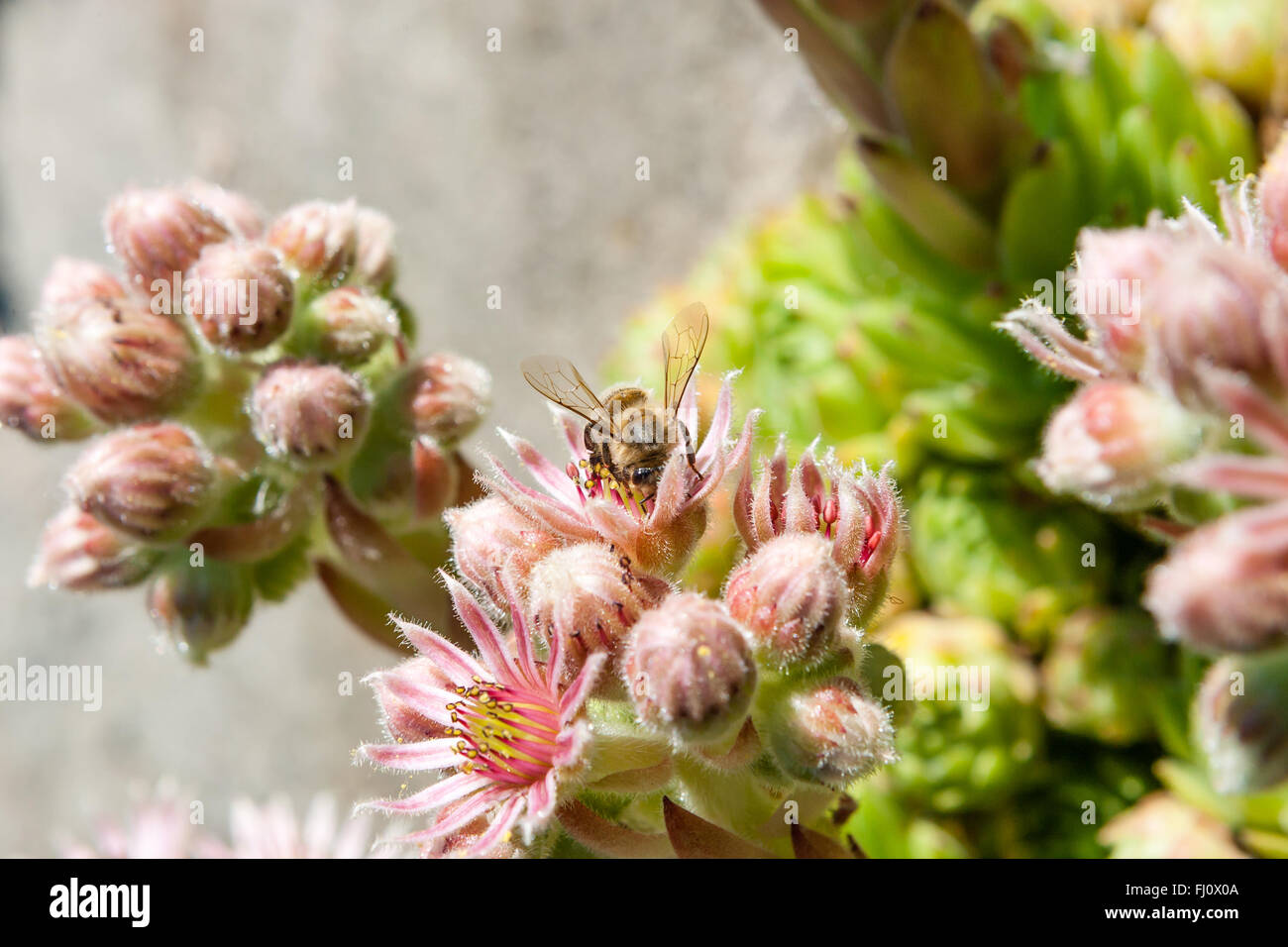 Le piante perenni hanno un mat-la formazione di abitudine e raggiungono altezze di 2 a 4 cm. Sempervivum minutum è evergreen. Il verde bluastro, simp Foto Stock