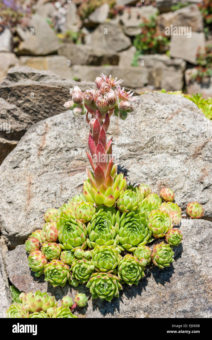Le piante perenni hanno un mat-la formazione di abitudine e raggiungono altezze di 2 a 4 cm. Sempervivum minutum è evergreen. Il verde bluastro, simp Foto Stock