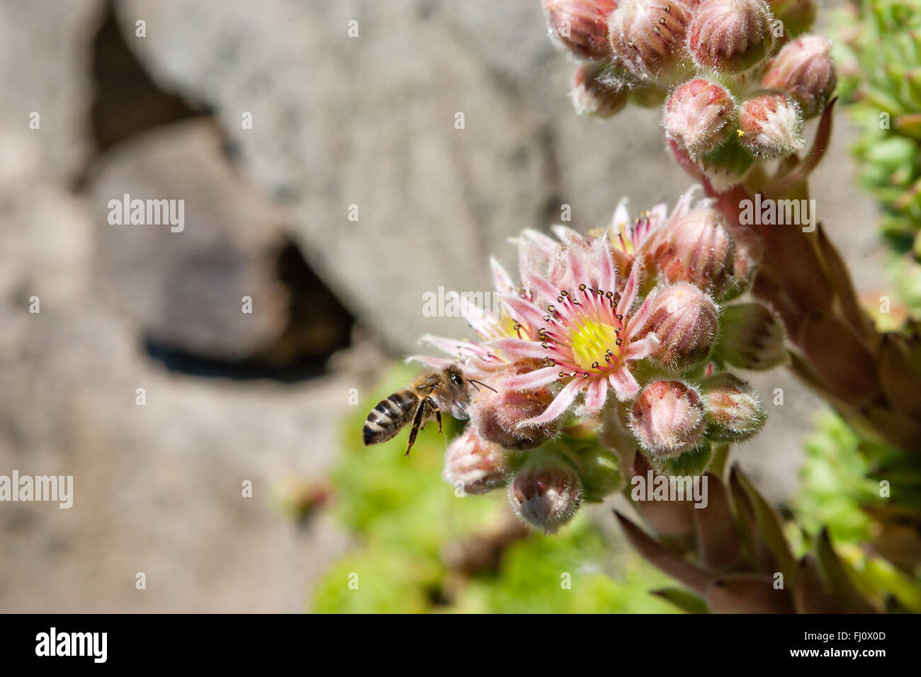 Le piante perenni hanno un mat-la formazione di abitudine e raggiungono altezze di 2 a 4 cm. Sempervivum minutum è evergreen. Il verde bluastro, simp Foto Stock