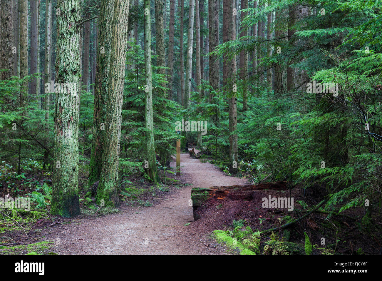 Percorso a piedi attraverso una foresta pluviale temperata in Vancouver Foto Stock