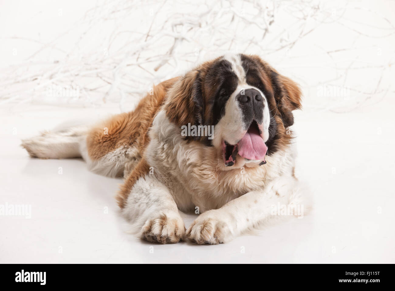 Animali domestici cane mammifero isolate canino animale sfondo bianco seduta studio a cani domestici Una lingua bugiarda giocoso saint bernard s Foto Stock