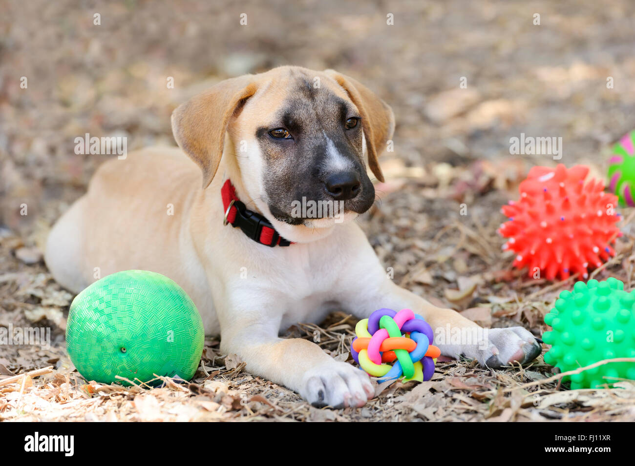 Cucciolo di giocattoli è un grazioso cucciolo felice all'aperto circondato dai suoi giocattoli. Foto Stock