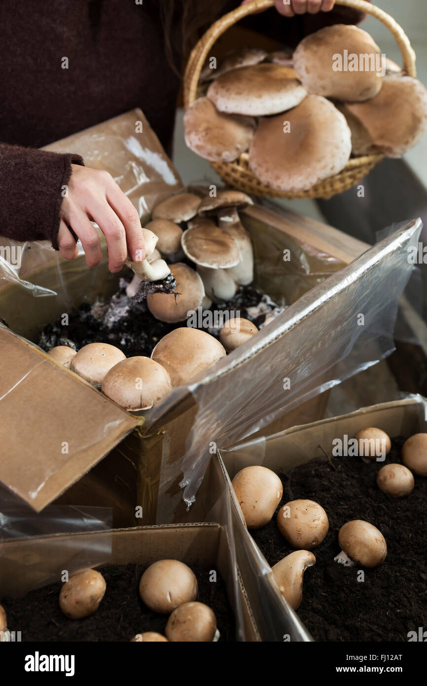 Donna crimini raccolta funghi coltivati in scatole Foto Stock
