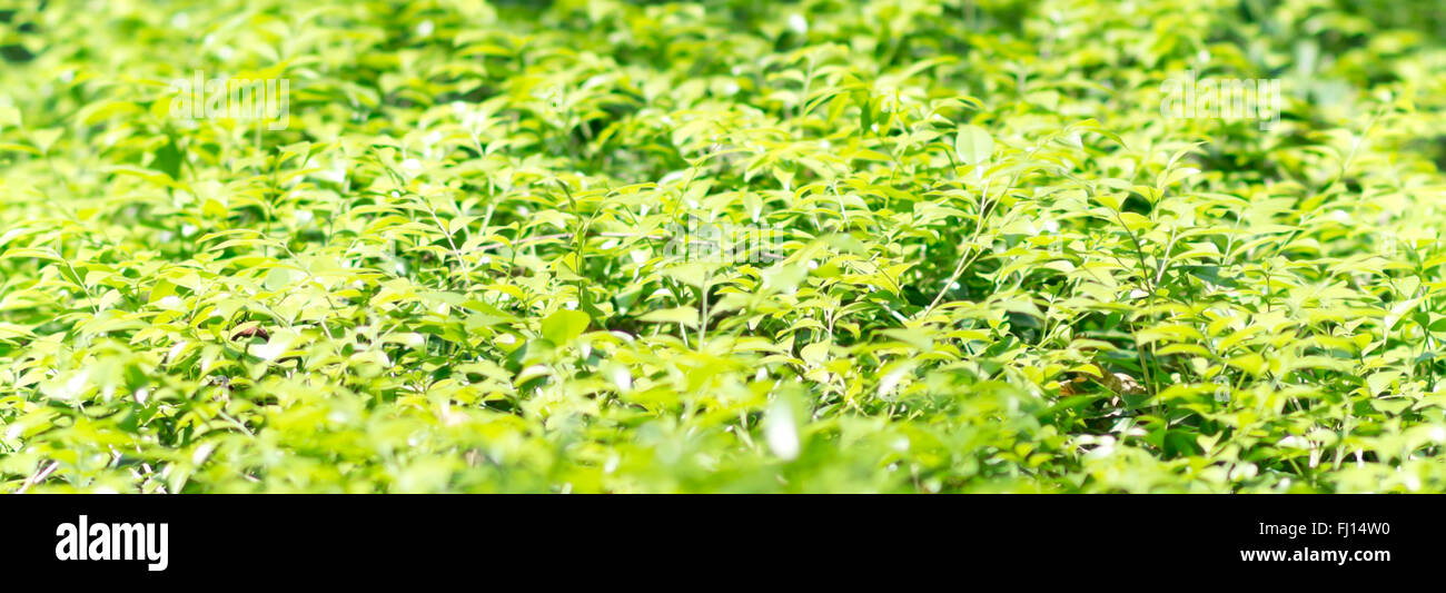 Primo piano di foglie verdi come sfondo Foto Stock