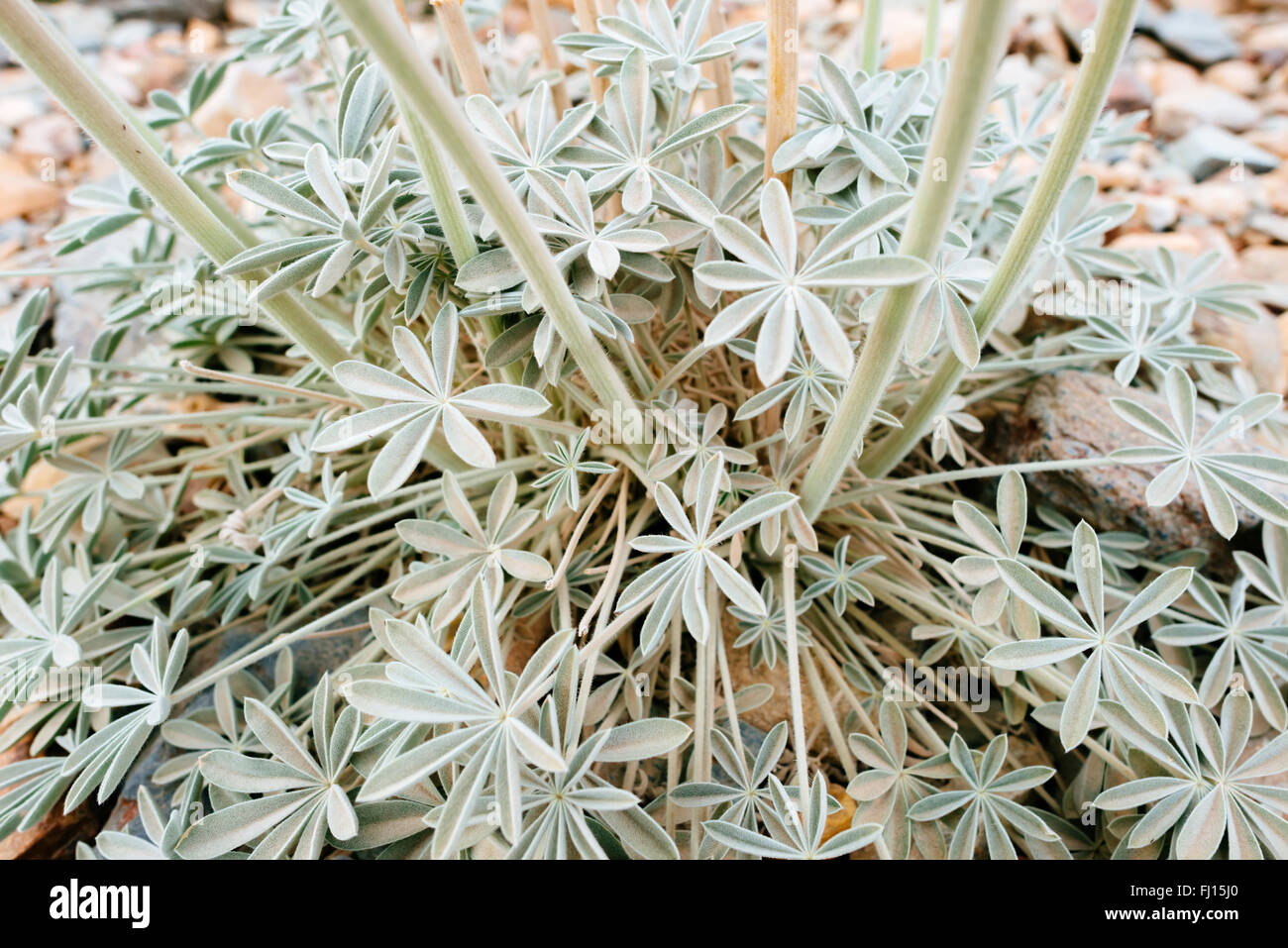 Le foglie e steli di lupino selvatico fiori nel Panamint montagne del Parco Nazionale della Valle della Morte, California Foto Stock