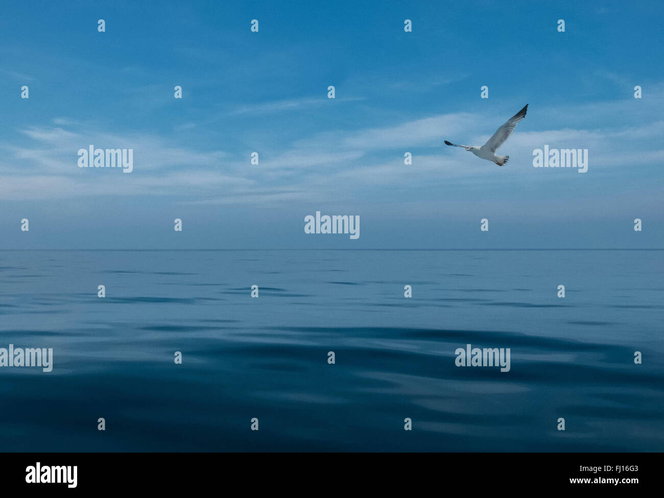 Mare calmo con cielo blu e seagull Foto Stock